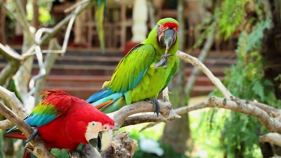 bali bird park